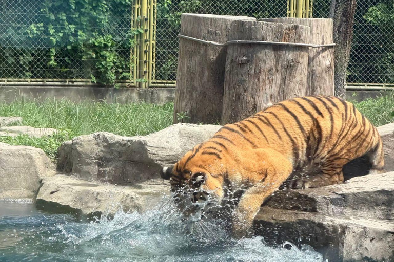 Shanghai Wild Animal Park: Safari Adventure Entry Pass Shanghai Wild Animal Park Full-Day Ticket