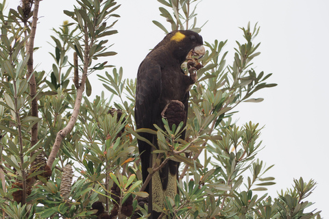 Wildlife safari Sydney