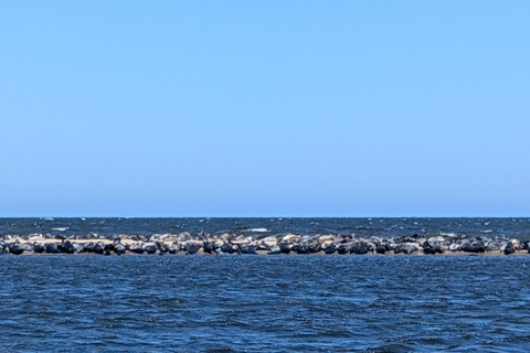 Gdańsk: Seal Watching Boat Tour from Sobieszewo