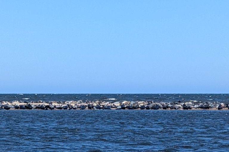 Gdańsk: Seal Watching Boat Tour from Sobieszewo