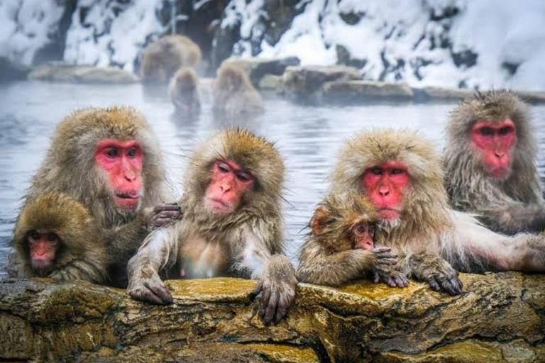 Tokyo To Nagano (Snow Monkey Zenkoji Temple Private Tour)