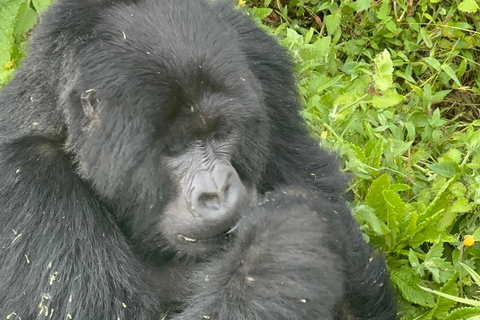1-Day Rwanda Gorilla Trekking Volcanoes National Park