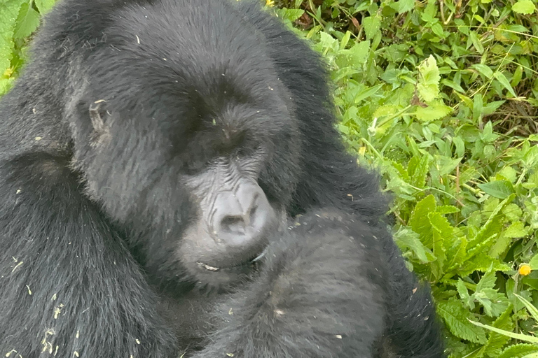 1-Day Rwanda Gorilla Trekking Volcanoes National Park