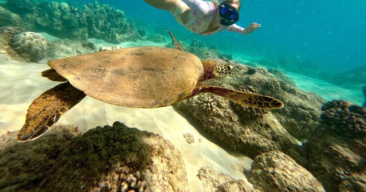 San Juan Swimming and Snorkeling Tour with Turtles GetYourGuide
