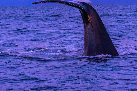 From Tromsø: Whale watching safari to Skjervøy