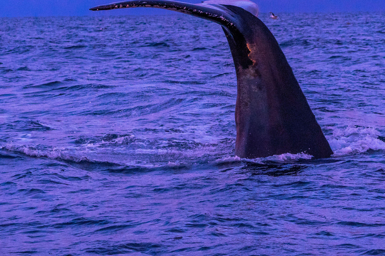 From Tromsø: Whale watching safari to Skjervøy