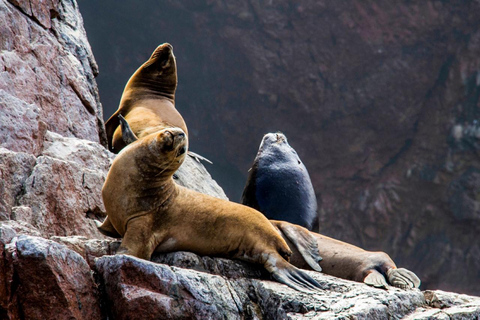 Excursion: Ballestas Islands and Paracas National Reserve