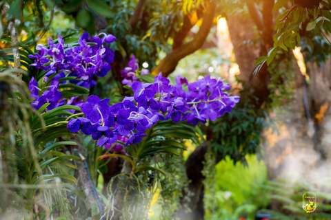 Lalita Cafe & Chiang Rai Temple(White+Blue) from Chiangmai lalita