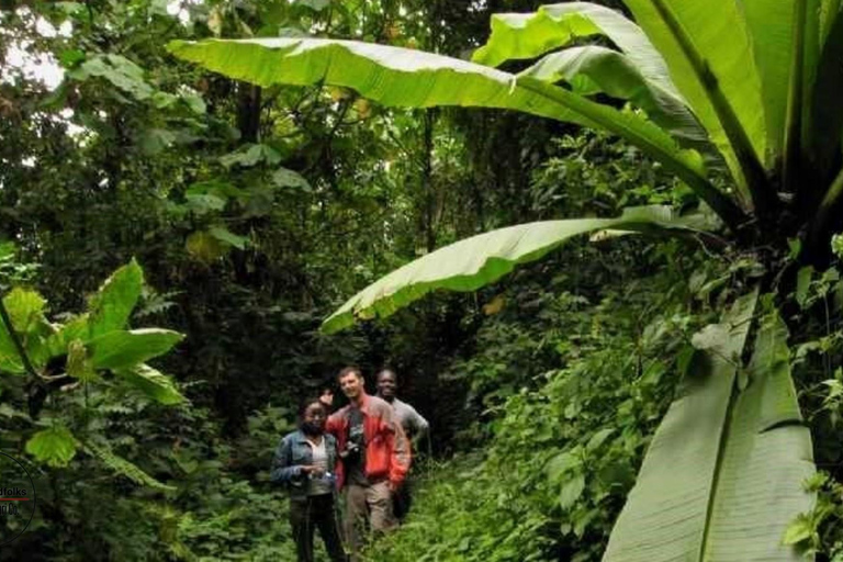 UGANDA RWENZORI - VATTENFALLAR OCH MONTANE ALLURE | 6-dagars vandring