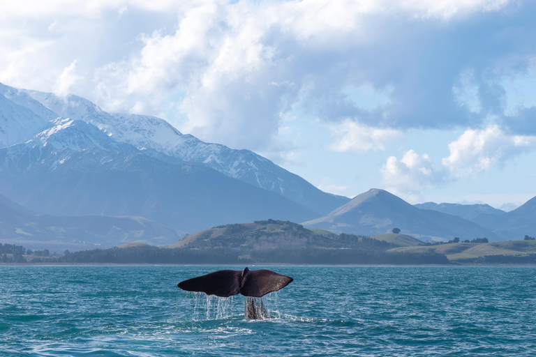 Kaikoura: Whale Watching Cruise 12:45 PM Departure