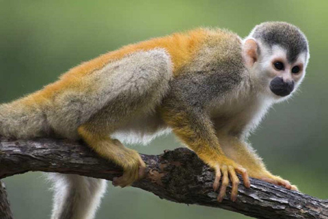 Amber Cove & Taino Bay: Private VIP Monkeys & Beach Escape