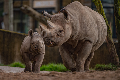 Chester: Inträdesbiljett till Chester Zoo