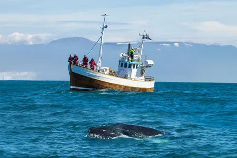 Húsavík: Whale Watching Tour met familie en gids