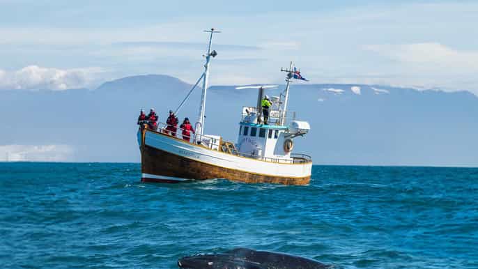 Húsavík: Family-Run and Guided Whale Watching Tour