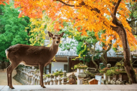 Nara: Must-see attractions tour with English-Speaking Guide