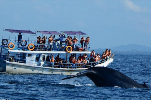 Down South Sri Lanka: 5-Day Beach Adventure Tour