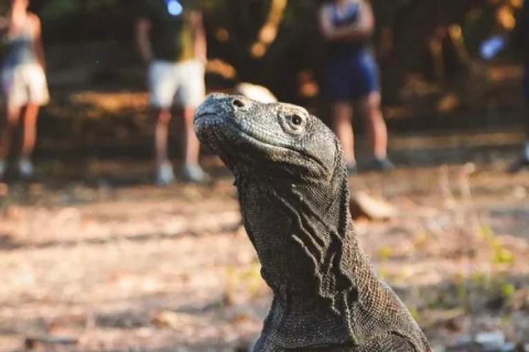 Labuan Bajo: 2 Day Komodo Trip & LoccalCollection Hotel Stay