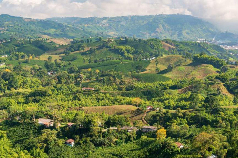 Bogotá: Coffee Farm Excursion