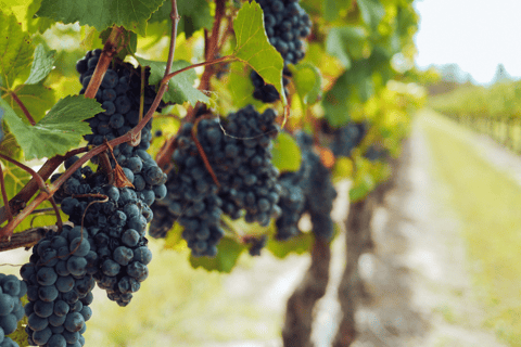 Visite privée de luxe : Sites antiques de Némée et dégustation de vin