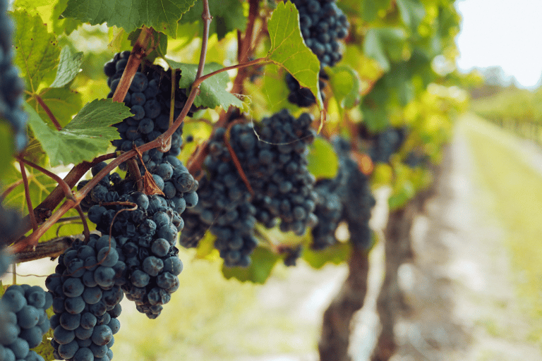 Visite privée de luxe : Sites antiques de Némée et dégustation de vin