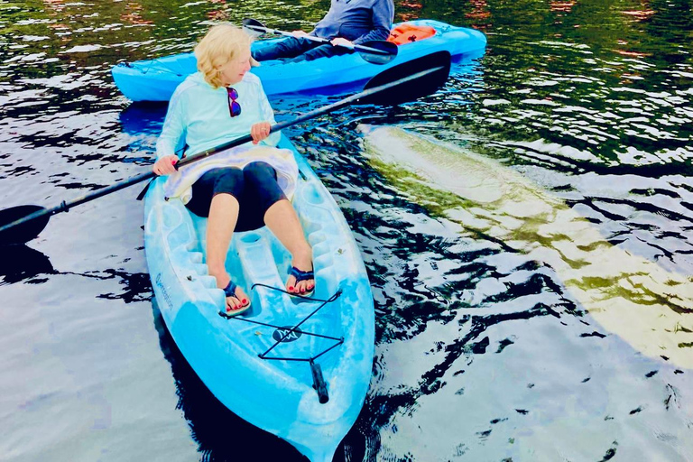 St. Augustine: Dolphin and Manatee Paddle or Kayak Tour