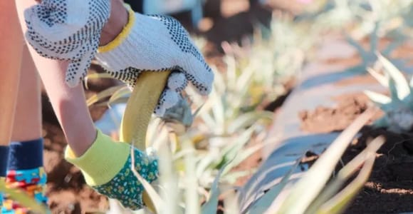 Maui: Pineapple Planting Experience