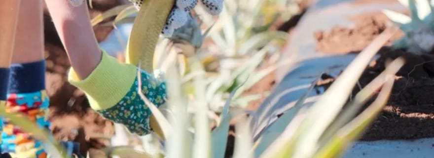 Maui : expérience de plantation d'ananas