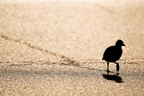 Glasgow: Beginners Wildlife Photography WorkshopGlasgow: Wildlife Photography Workshop