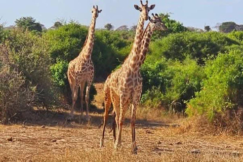 Nairobi: Ol Pejeta Conservancy 2-Day Safari with Meals Private day tour to Ol Pejeta Wildlife Conservancy
