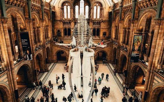 London: Natural History Museum In-App Audio Tour (ohne Ticket)