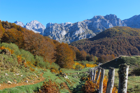 Cangas de Onís: Route in het bos van Vegabaño met lunch in een berghut