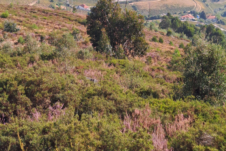 Rutas Valle del Duero, Braga Guimarães, Santiago CompostelaVisitas Valle del Duero