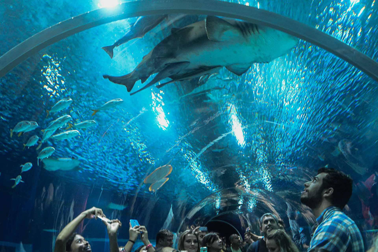 Découvrez AquaRio et le Boulevard Olympique : Vie marine et art