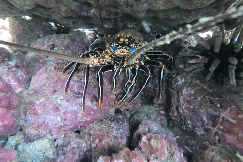 De Puerto Ayora: Pinzón e La Fé - passeio completo de mergulho com snorkel