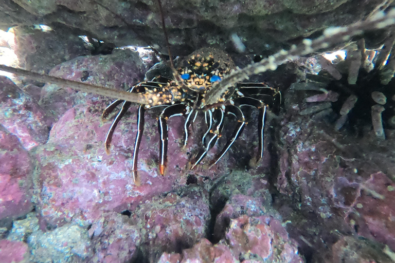 Depuis Puerto Ayora : Pinzón et La Fé - excursion complète de plongée en apnée