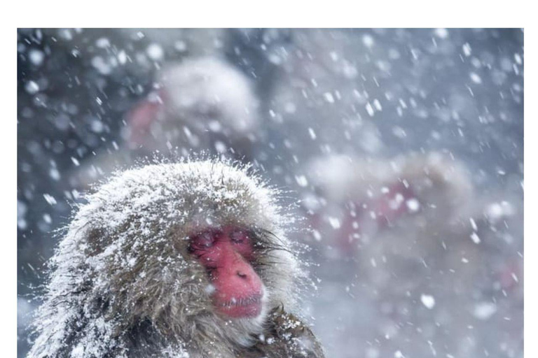 Depuis Tokyo et Nagano : Visite privée de luxe d&#039;une journée pour le singe des neiges