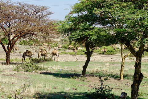Addis Ababa: Melka Kunture, Adadi, Tiya Prehistoric Day Trip