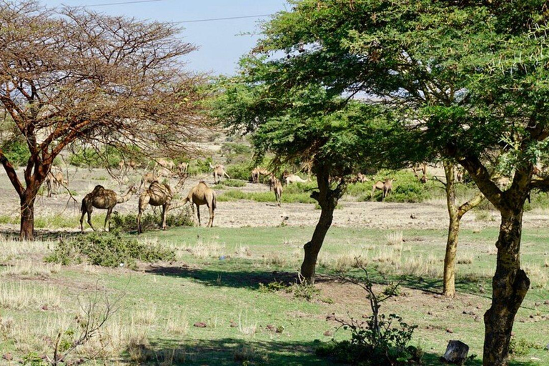 Addis Ababa: Melka Kunture, Adadi, Tiya Prehistoric Day Trip