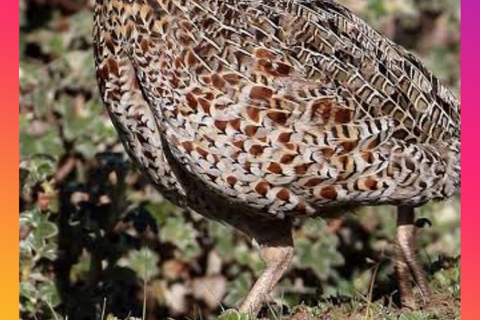 Addis Ababa: 10-Day Ethiopian Endemic Birdwatching Tour