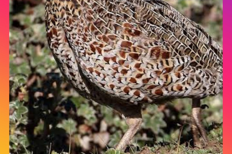 Addis Ababa: 10-Day Ethiopian Endemic Birdwatching Tour