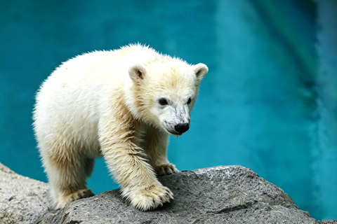 Sapporo: Asahiyama Zoo, Blue Pond & Chiyoda Farm Day Tour Private Sightseeing Tours