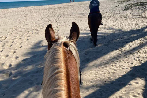 Hammamet : Beach horseback riding