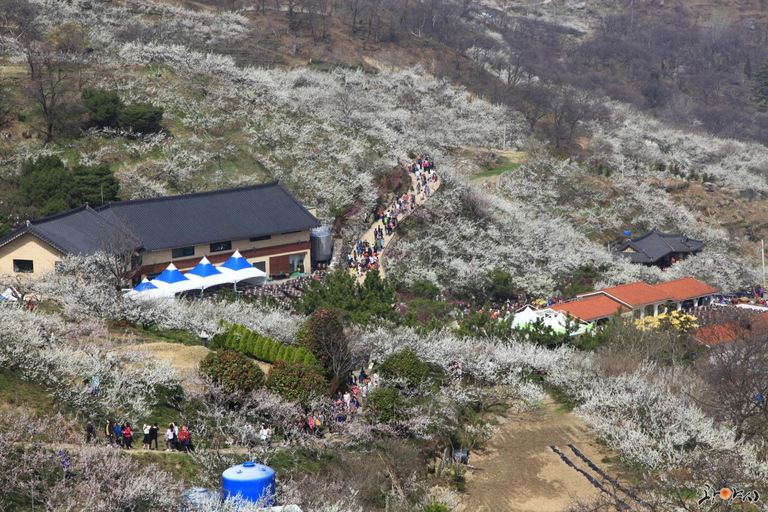 Seúl: Excursión de un día por la floración de los cerezos de primavera en CoreaGwangyangMaehwa y Jeonju desde la salida 8 de la calle Hongdae