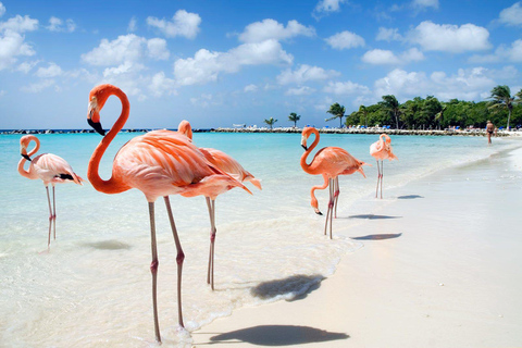 Aruba: AUA Airport Private Transfer to/from City Center Arrival: AUA Airport to hotel in Aruba city center