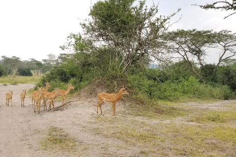 Uganda: 10-dagars safariäventyr från Entebbe