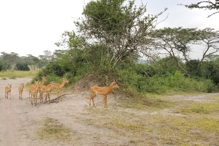 Uganda: 10-dagars safariäventyr från Entebbe