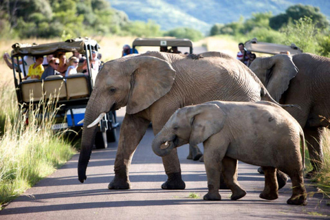 Safari dans la réserve de chasse du Pilanesberg avec prise en charge à Johannesburg