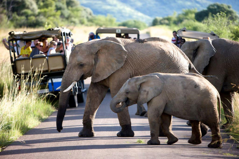 Safari na reserva de caça de Pilanesberg com serviço de busca em Joanesburgo