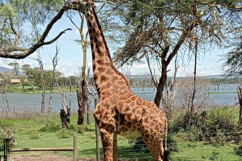 Nairobi: Crescent Island Sanctuary Day Trip with Lunch Nairobi: Crescent Island Sanctuary private day Trip
