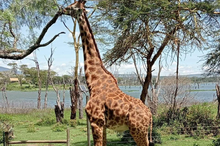 Nairobi: Crescent Island Sanctuary Day Trip with Lunch Nairobi: Crescent Island Sanctuary private day Trip